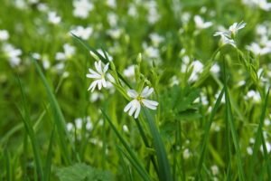 ralf1403 flower meadow 7955256 1920