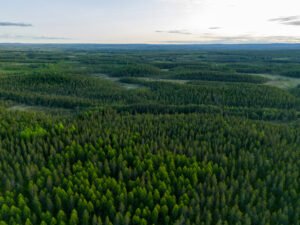 Skogsfastighetsmarknaden bromsar in – färre genomförda affärer