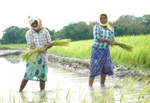 Swedfund investerar 35 miljoner USD för att stärka Indiens klimatomställning och motståndskraft