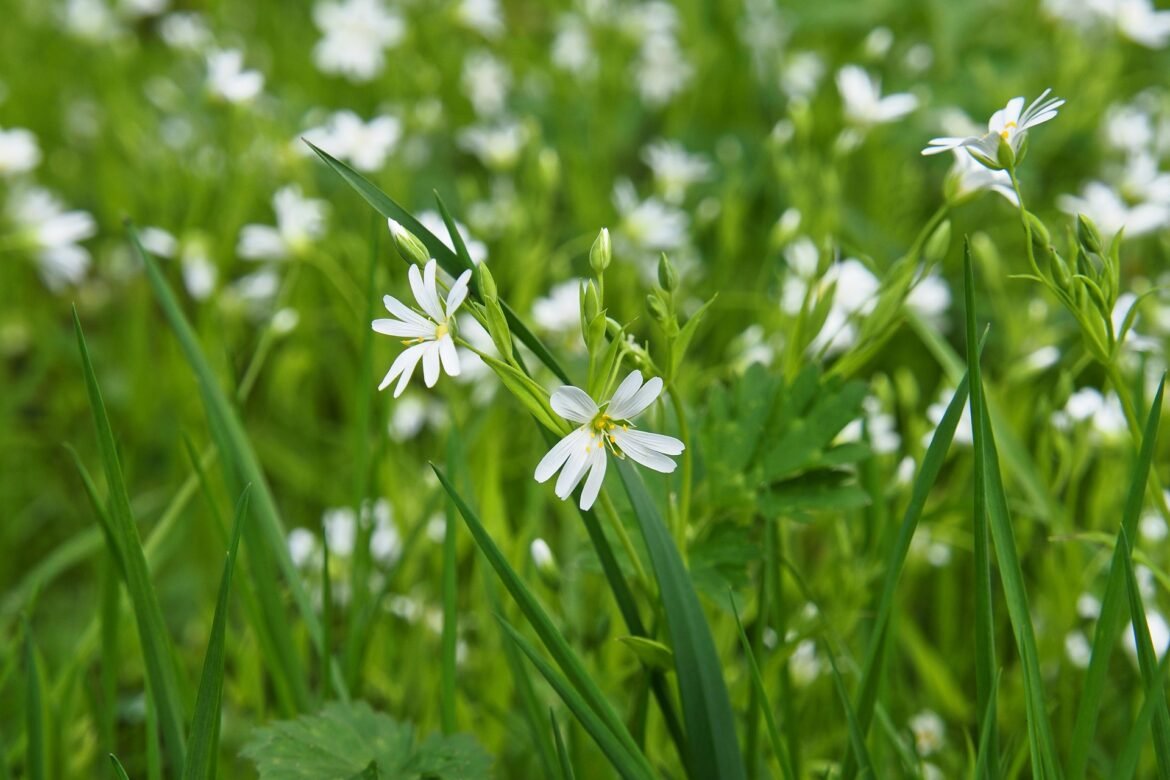 ralf1403 flower meadow 7955256 1920